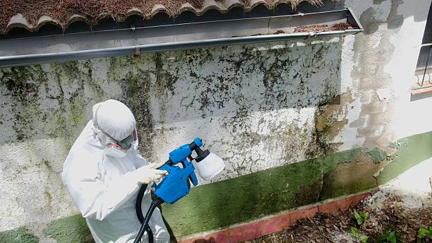 Trusted Black Mold Removal service in Jackson, TN - Cheap Mold Removal